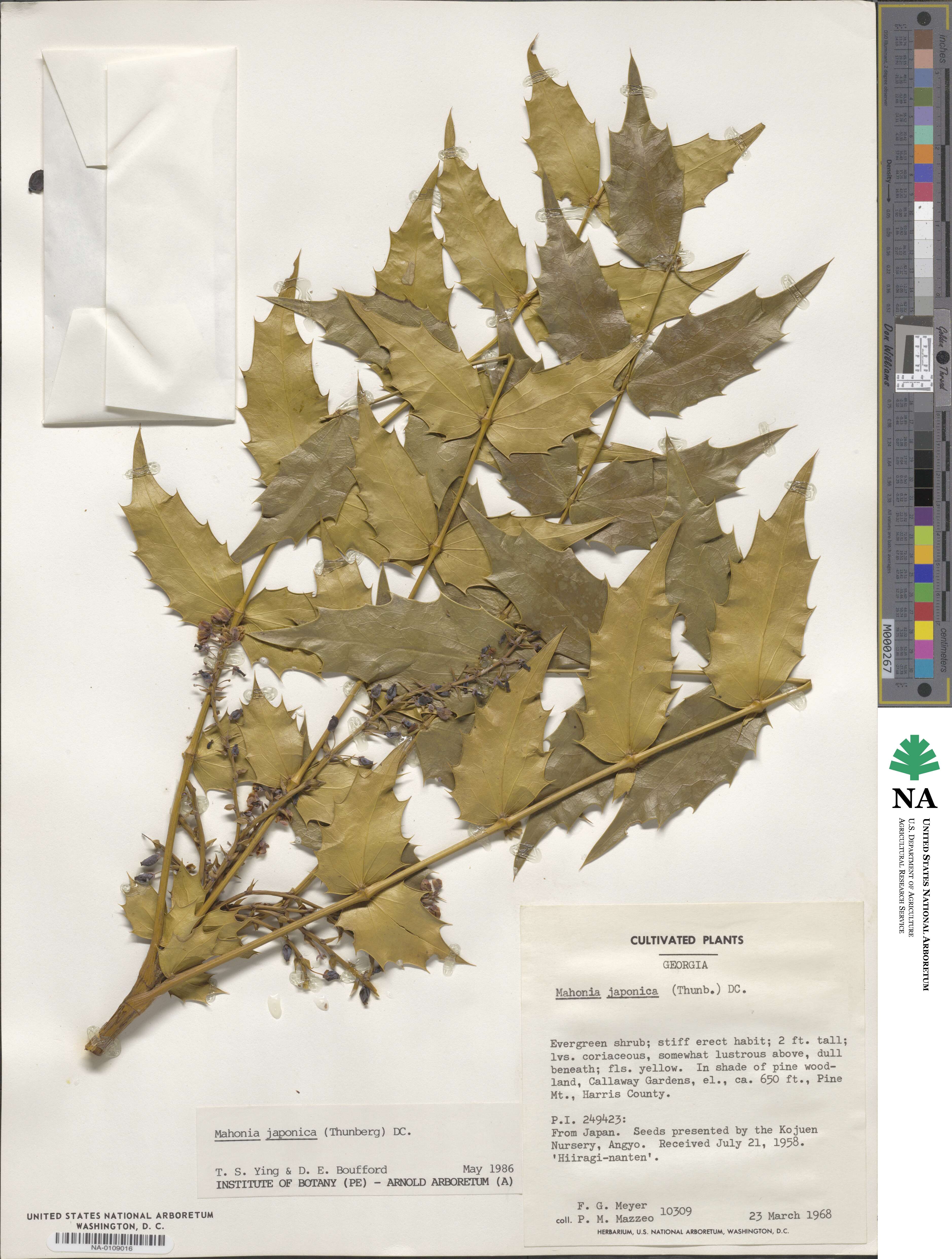 Mahonia japonica image