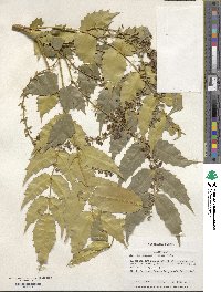 Mahonia japonica image