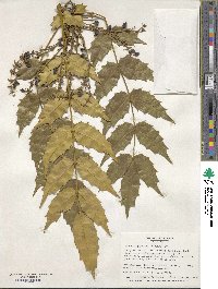 Mahonia japonica image
