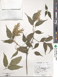 Fraxinus insularis image