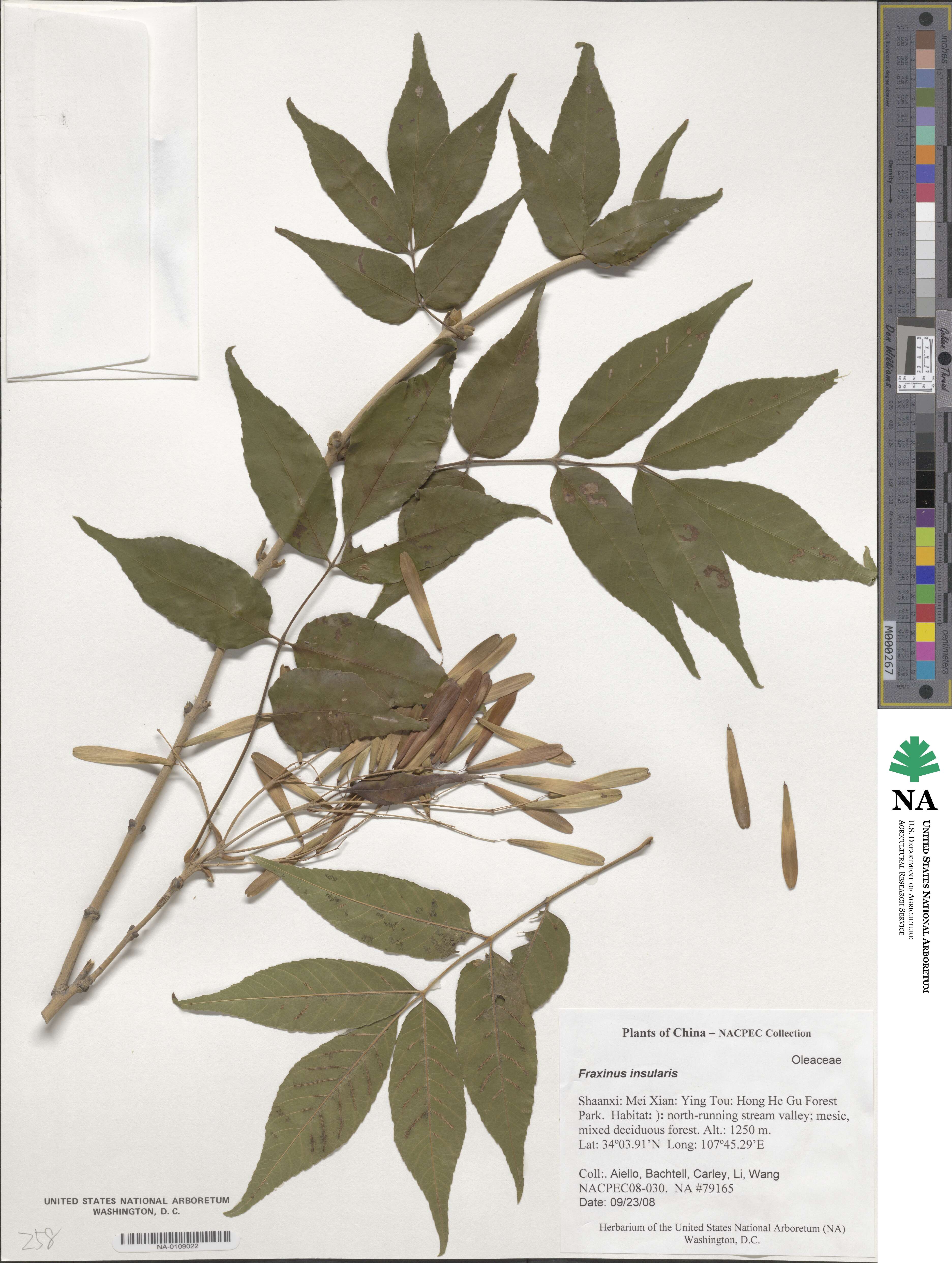 Fraxinus insularis image