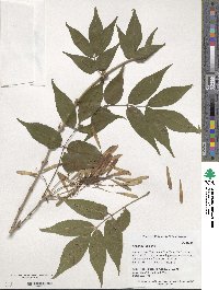 Fraxinus insularis image