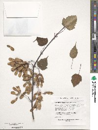 Acer stachyophyllum image