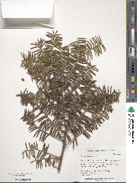 Taxus wallichiana var. chinensis image