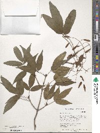 Fraxinus insularis image