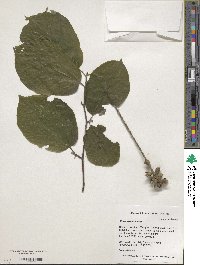 Sinowilsonia henryi image