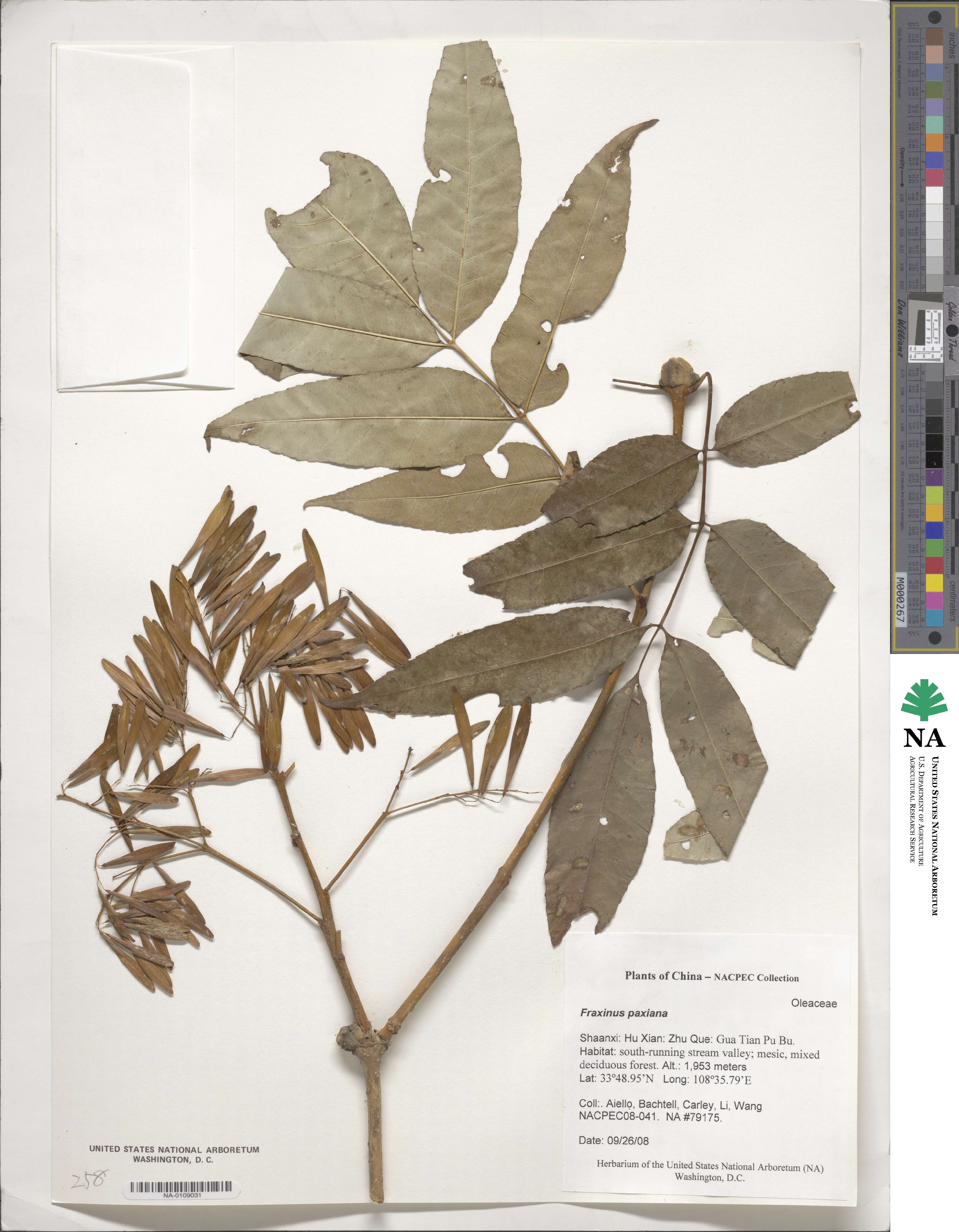 Fraxinus paxiana image
