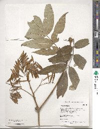 Fraxinus paxiana image