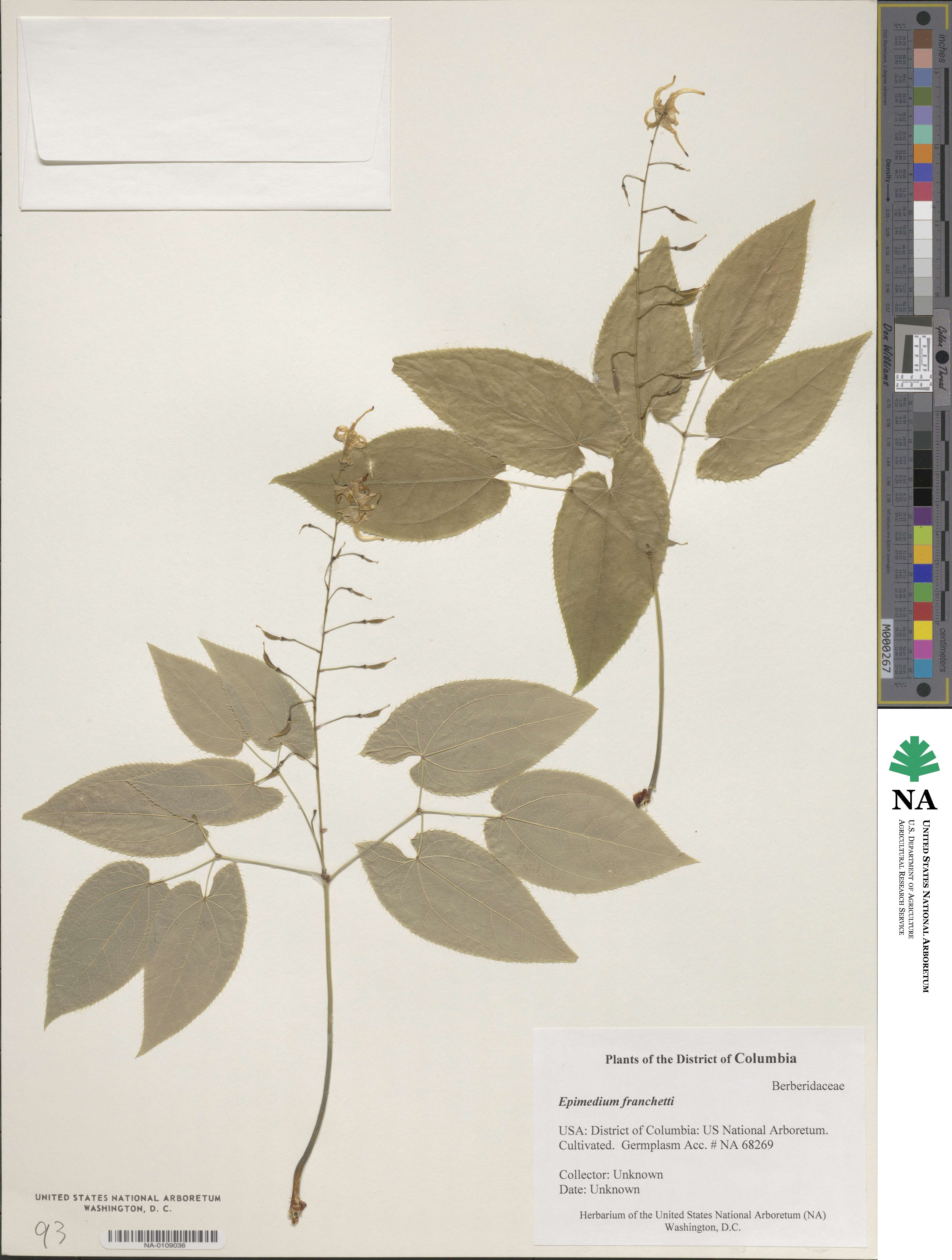 Epimedium franchetii image
