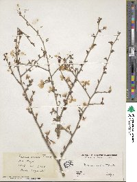 Prunus incisa image