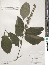 Sinowilsonia henryi image