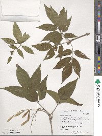 Fraxinus insularis image