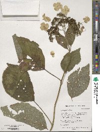 Hydrangea longipes image