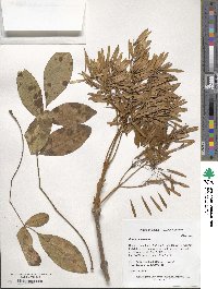 Fraxinus paxiana image