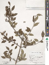 Syringa pubescens image