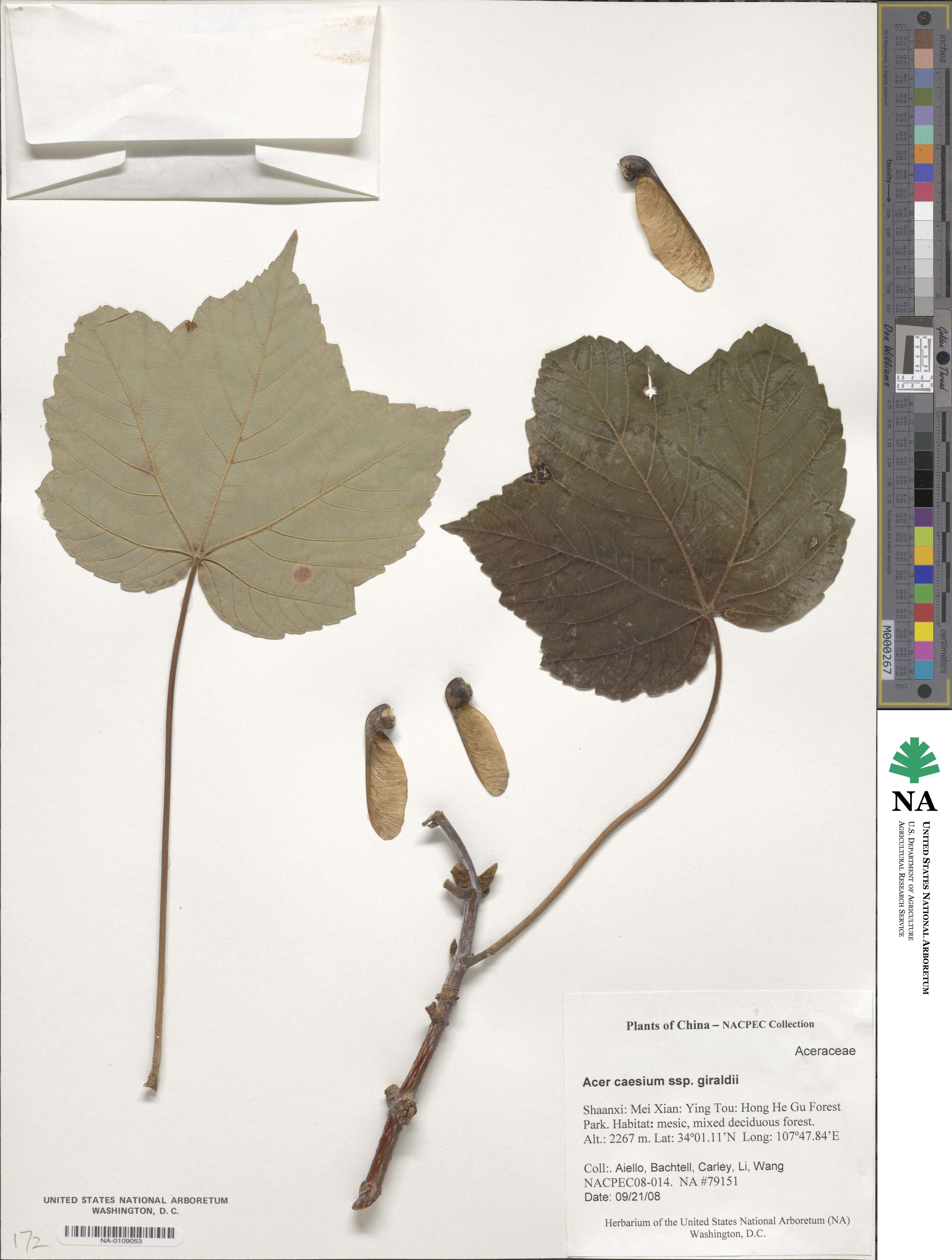 Acer caesium subsp. giraldii image