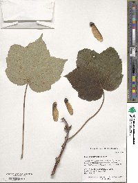 Acer caesium subsp. giraldii image