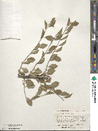 Ilex decidua image