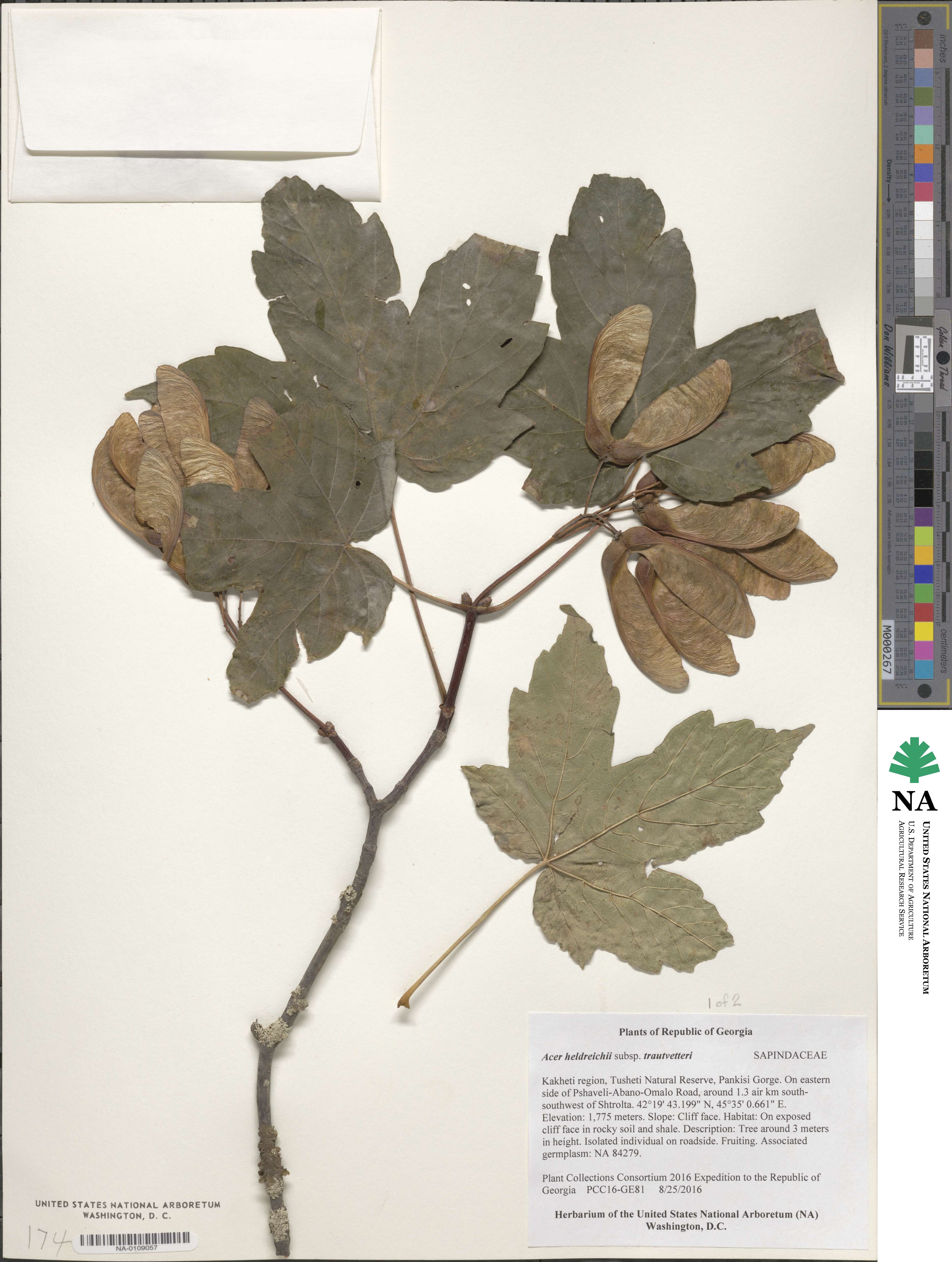 Acer heldreichii subsp. trautvetteri image