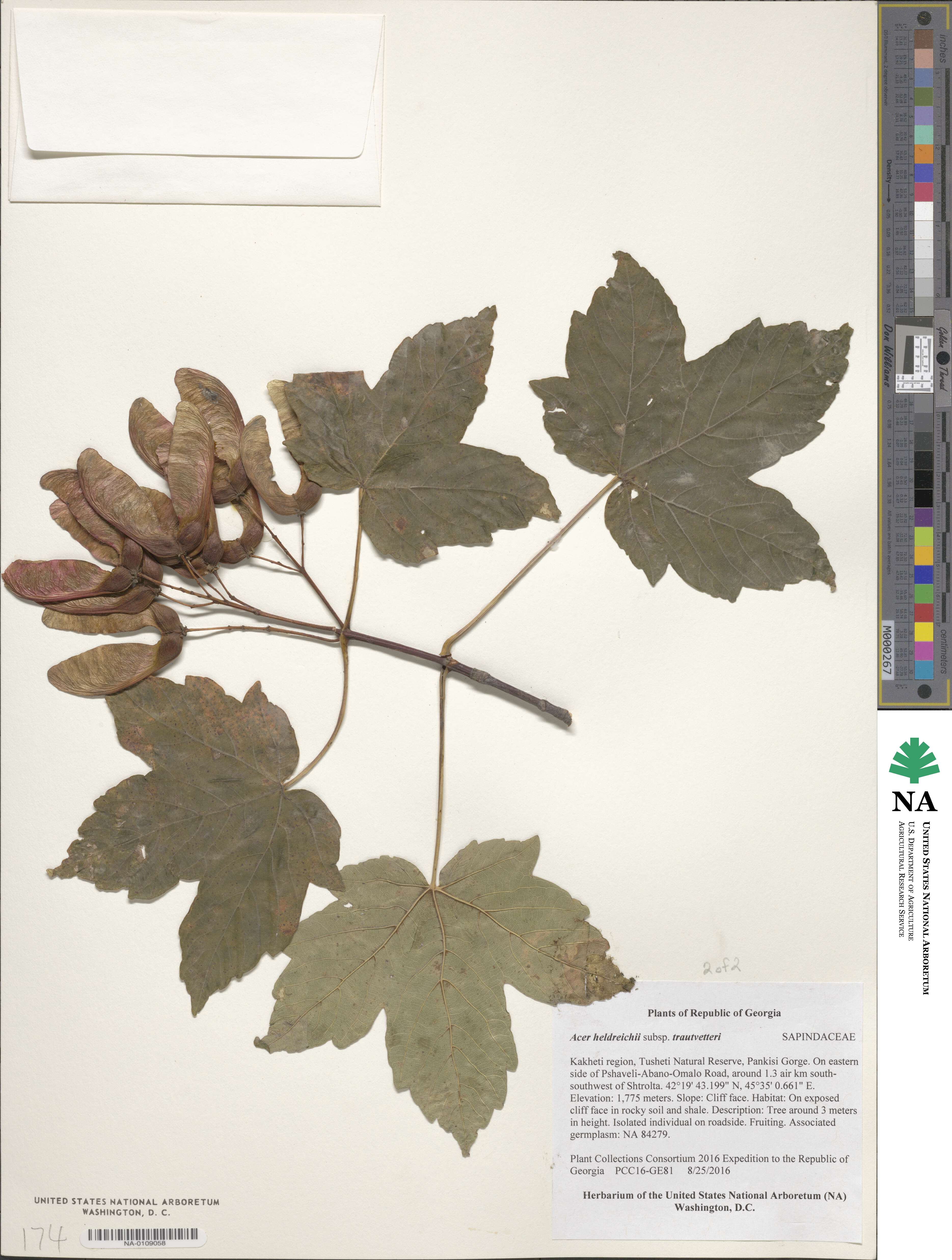 Acer heldreichii subsp. trautvetteri image