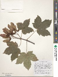 Acer heldreichii image