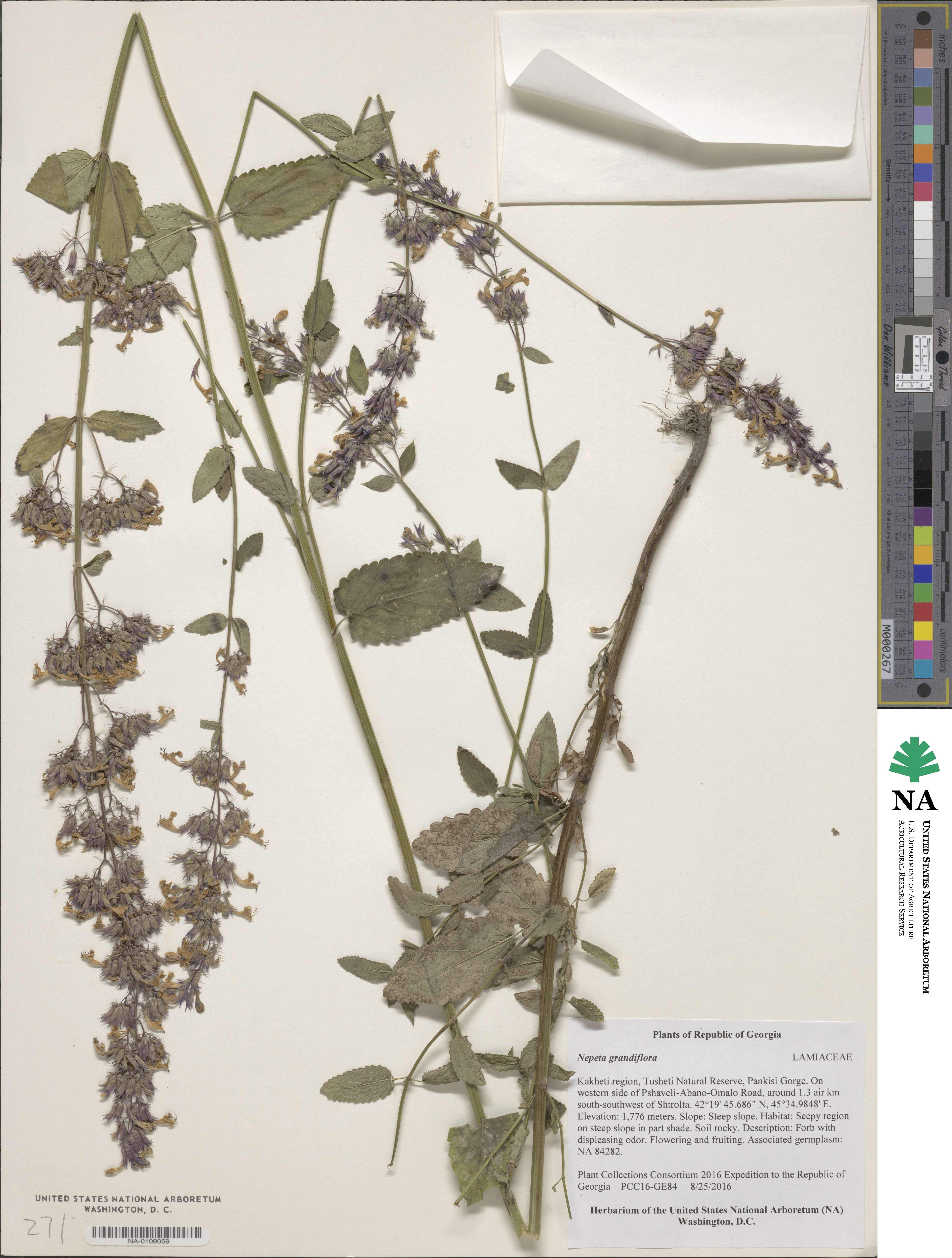 Nepeta grandiflora image