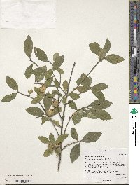 Euonymus europaeus image