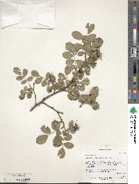 Rosa canina image