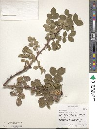 Rosa canina image