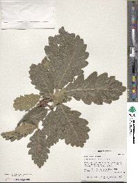 Quercus macranthera image