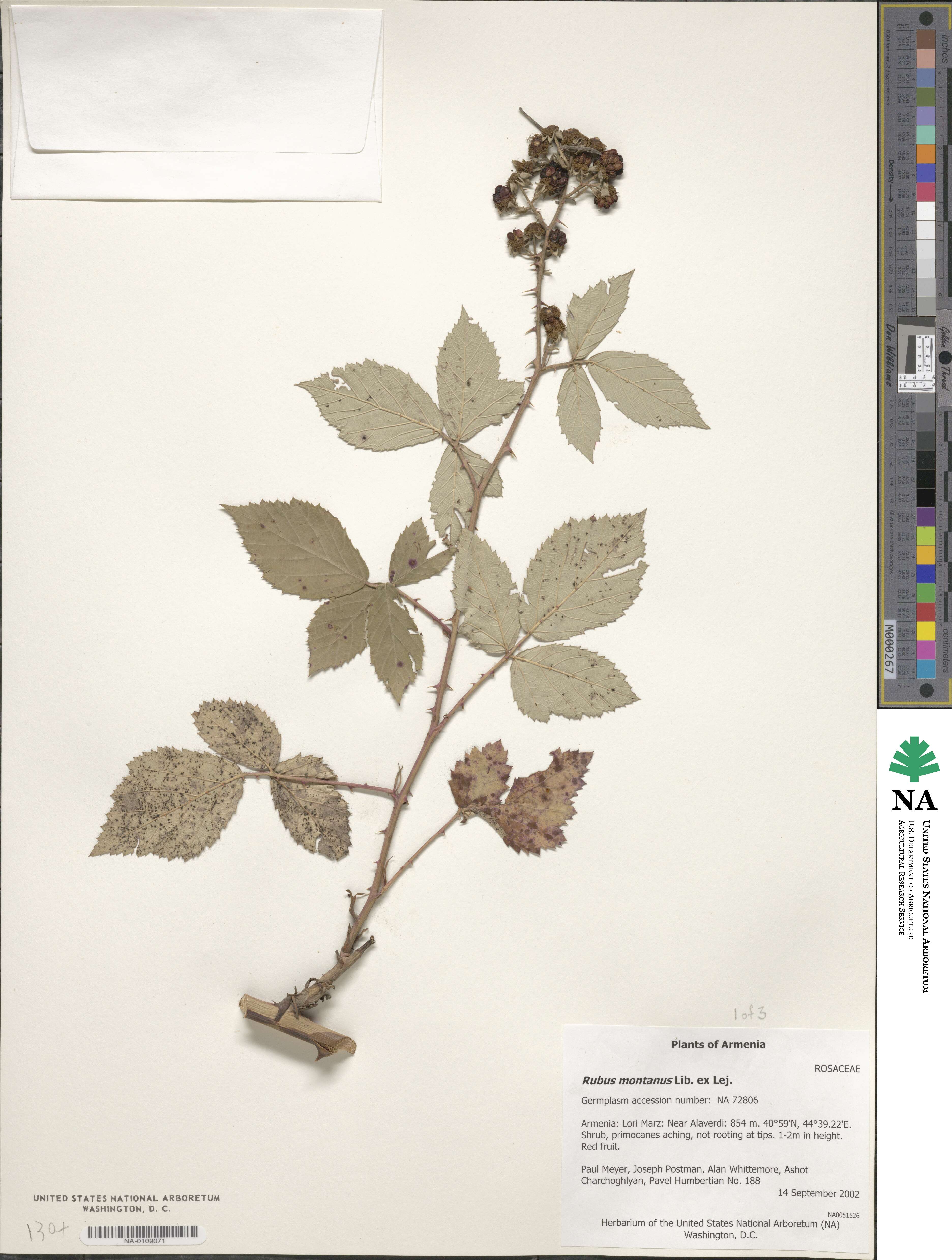 Rubus montanus image