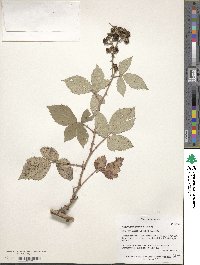 Rubus montanus image