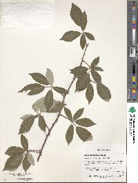 Rubus montanus image