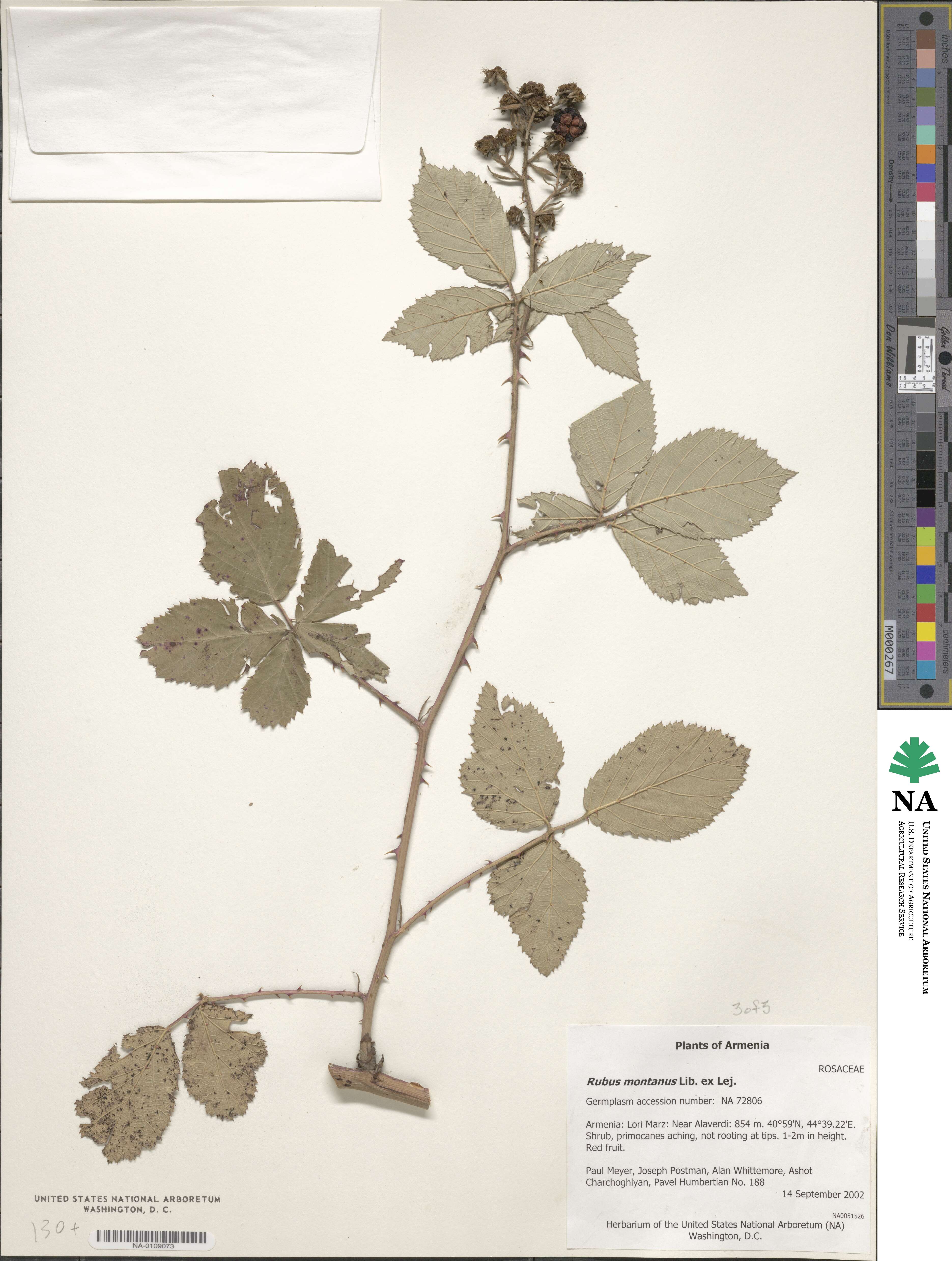 Rubus montanus image