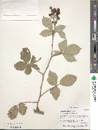 Rubus montanus image