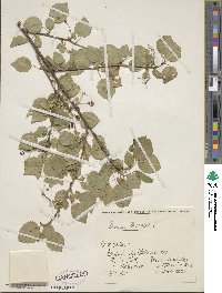 Prunus mahaleb image