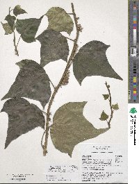 Hedera algeriensis image