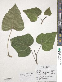 Hedera algeriensis image