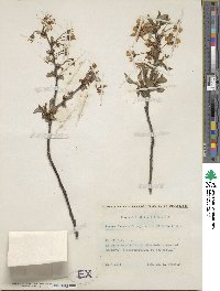 Prunus cerasus image