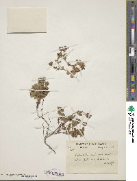 Sibbaldia cuneifolia image