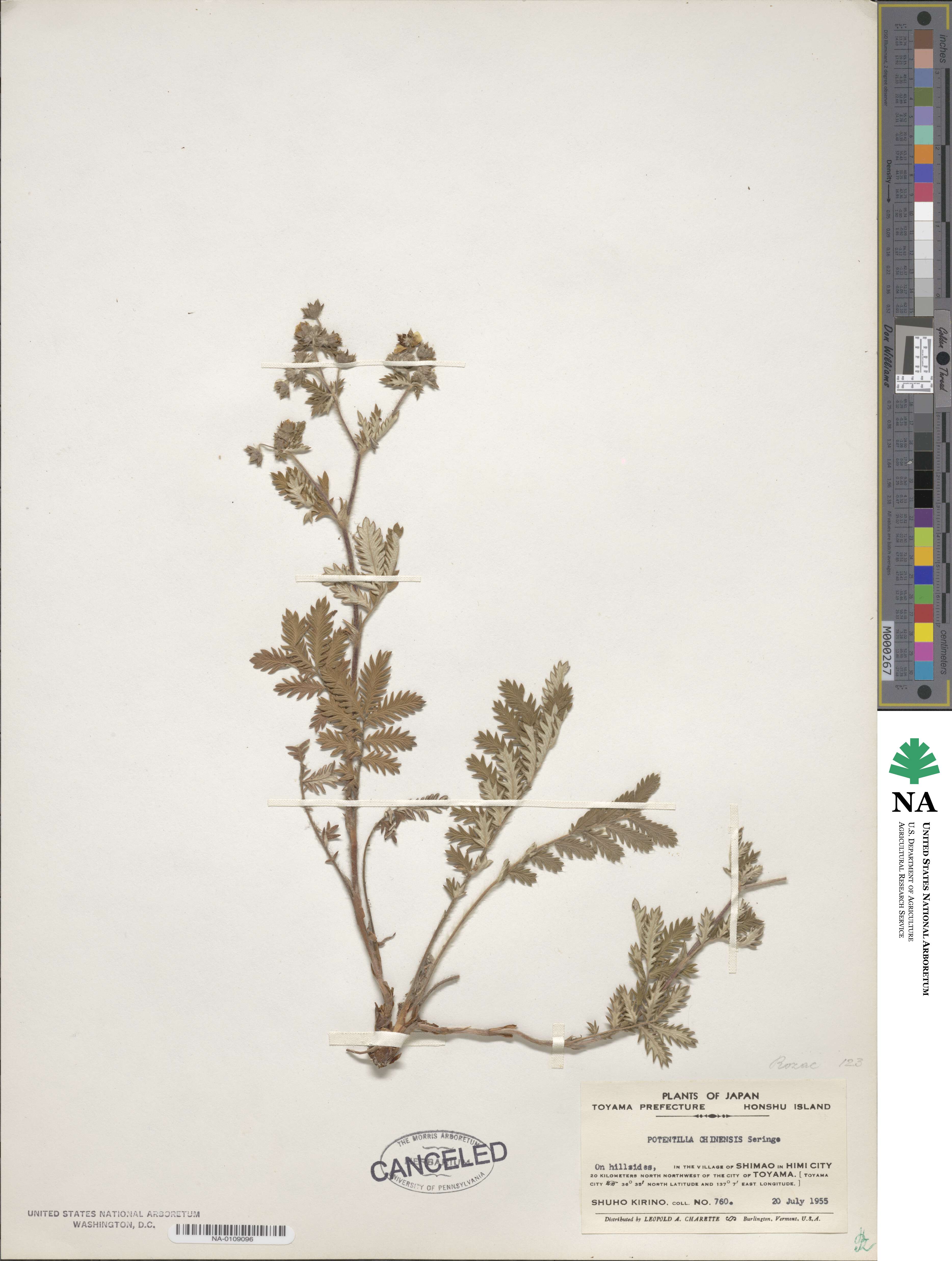 Potentilla chinensis image