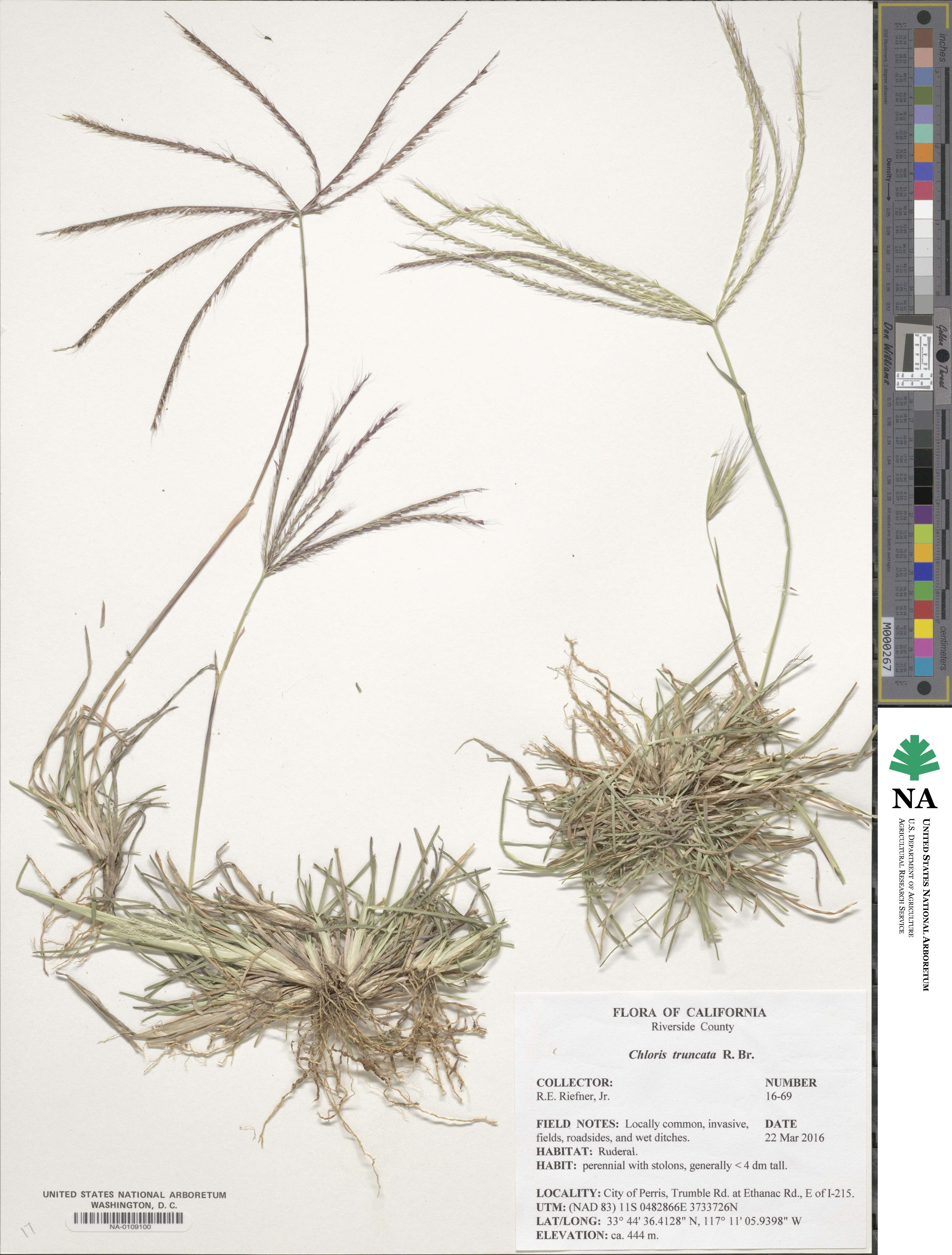 Chloris truncata image