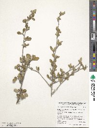 Cercocarpus montanus var. glaber image