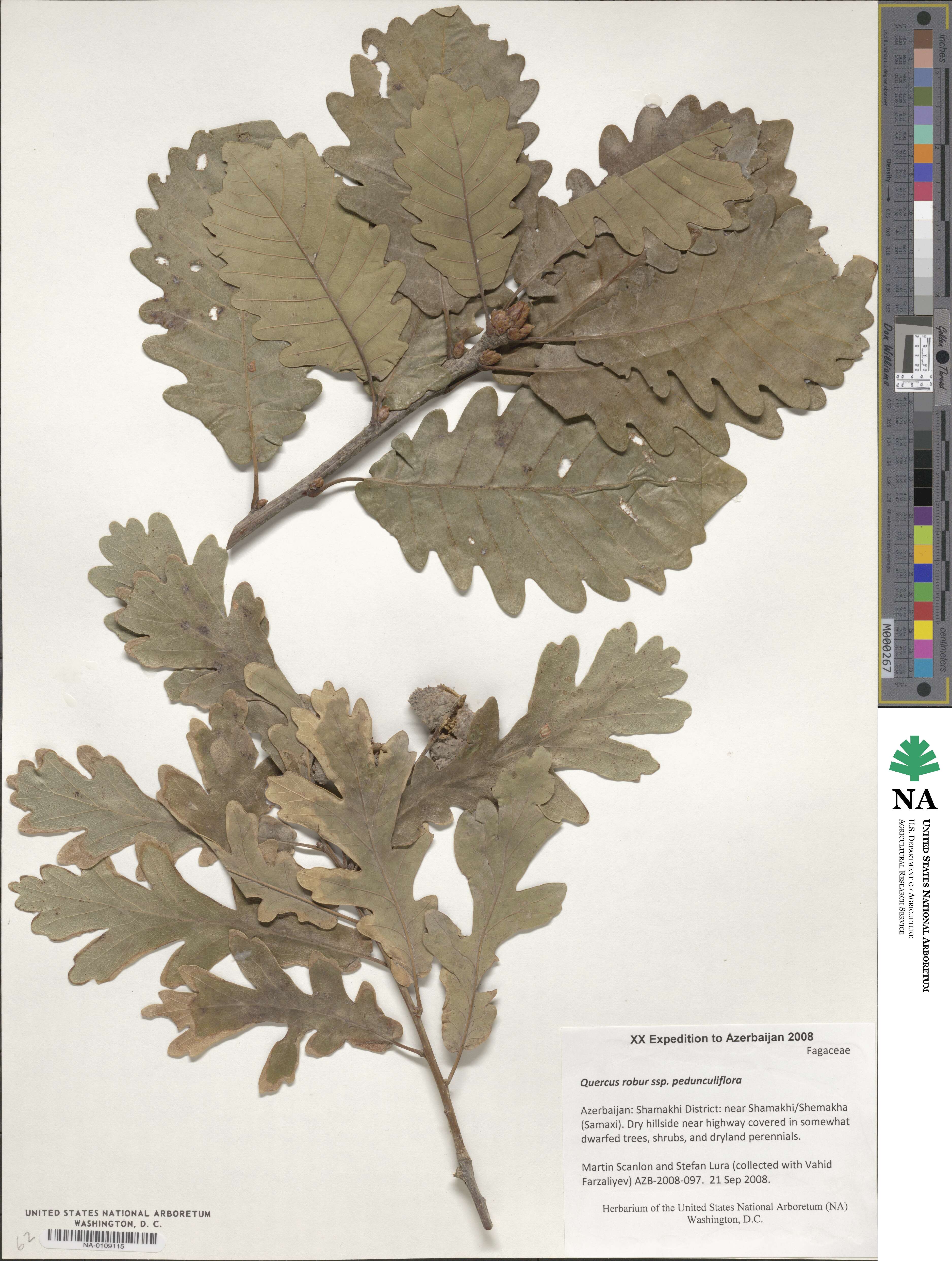 Quercus robur subsp. pedunculiflora image