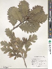 Quercus robur subsp. pedunculiflora image