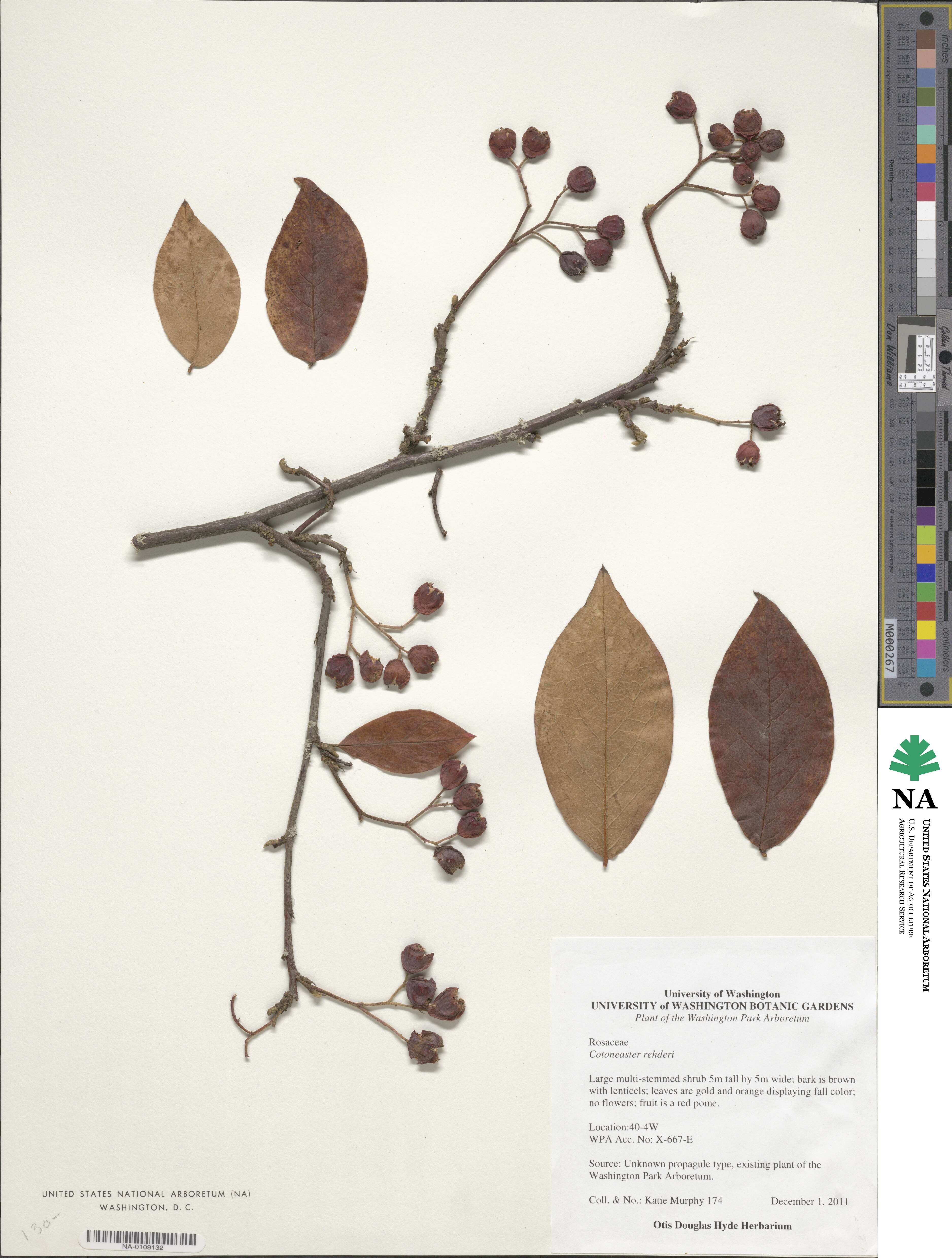 Cotoneaster bullatus image