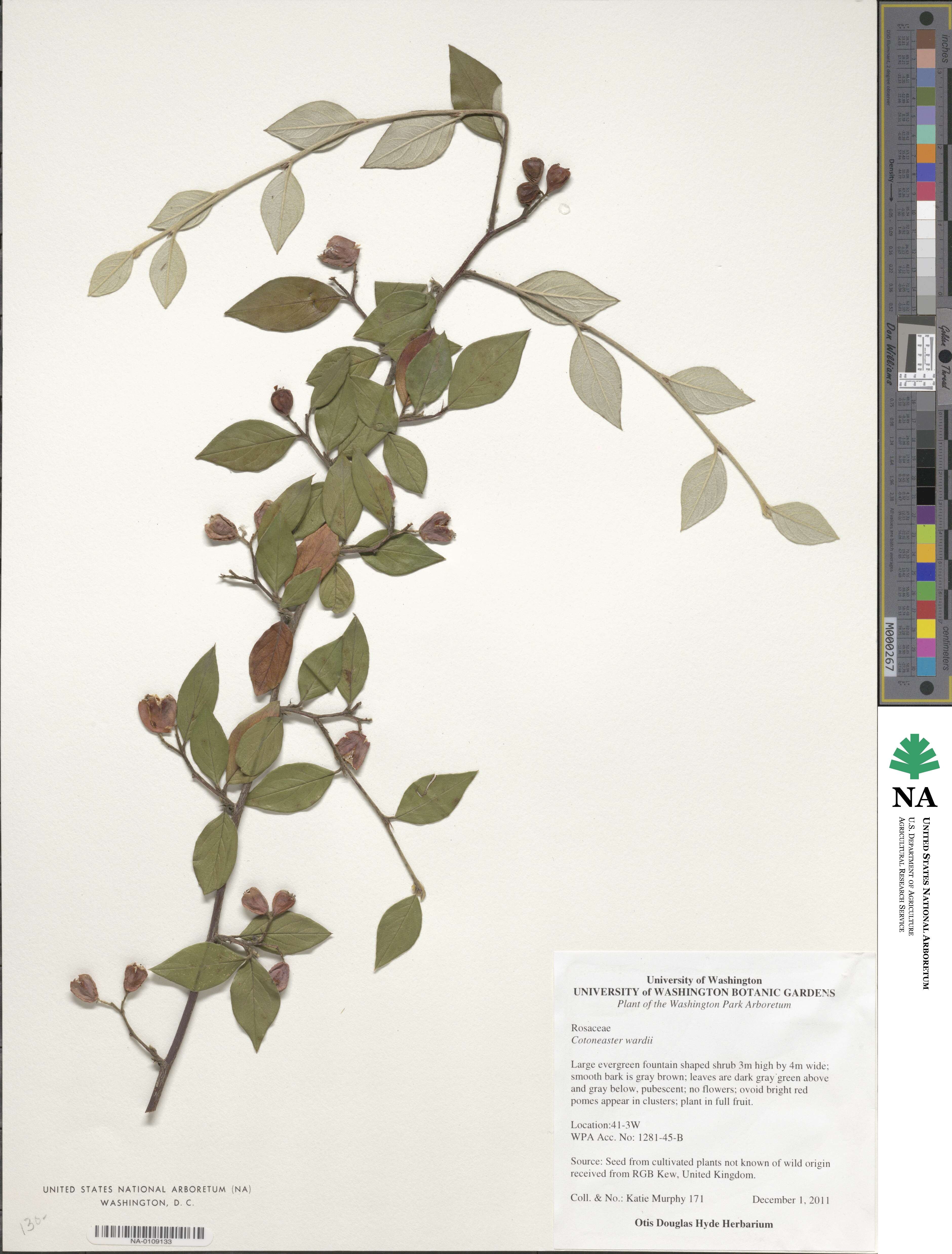 Cotoneaster franchetii image