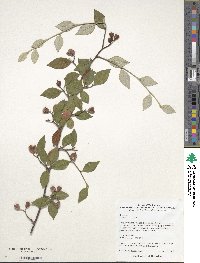 Cotoneaster franchetii image