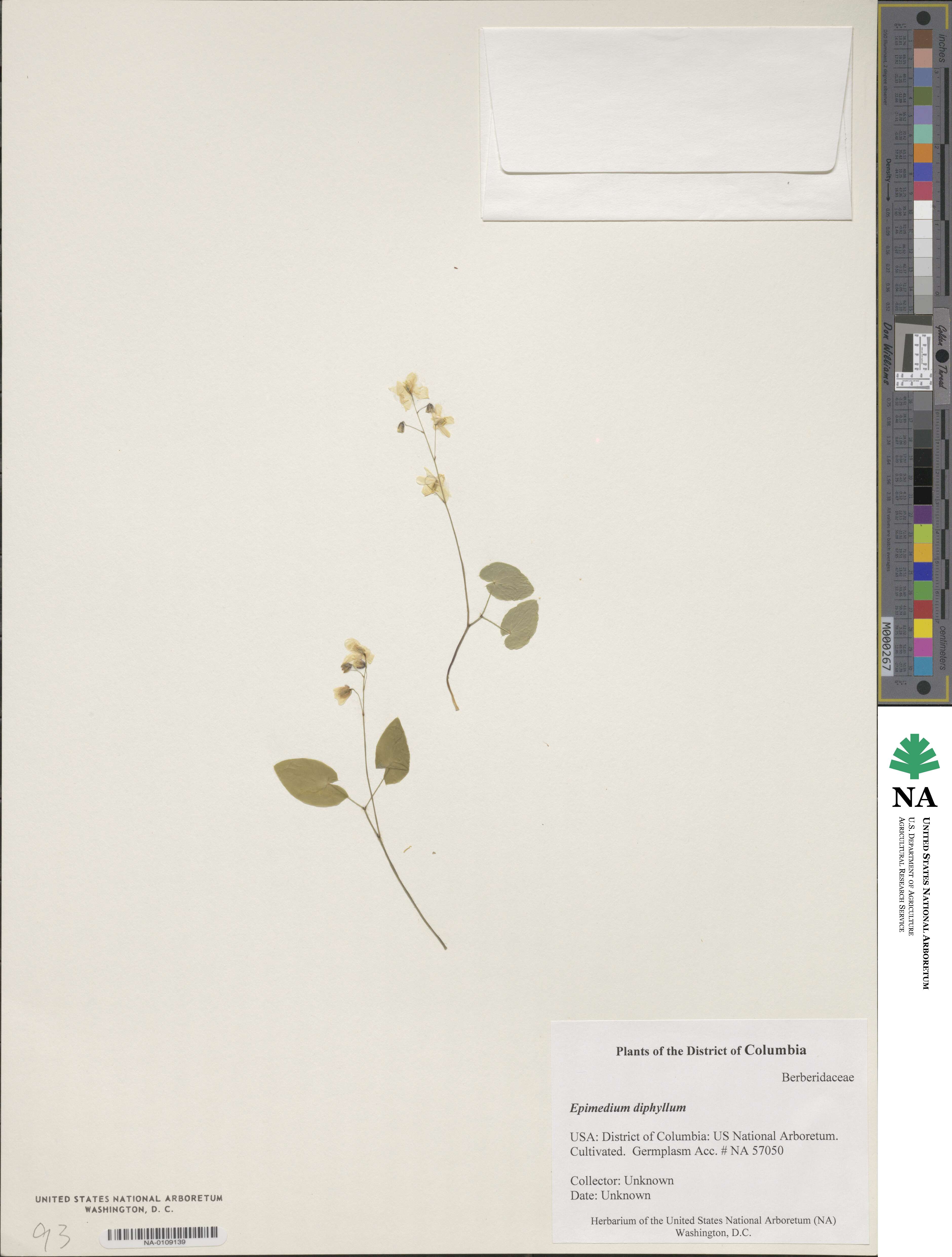 Epimedium diphyllum image