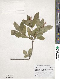 Clethra alnifolia image